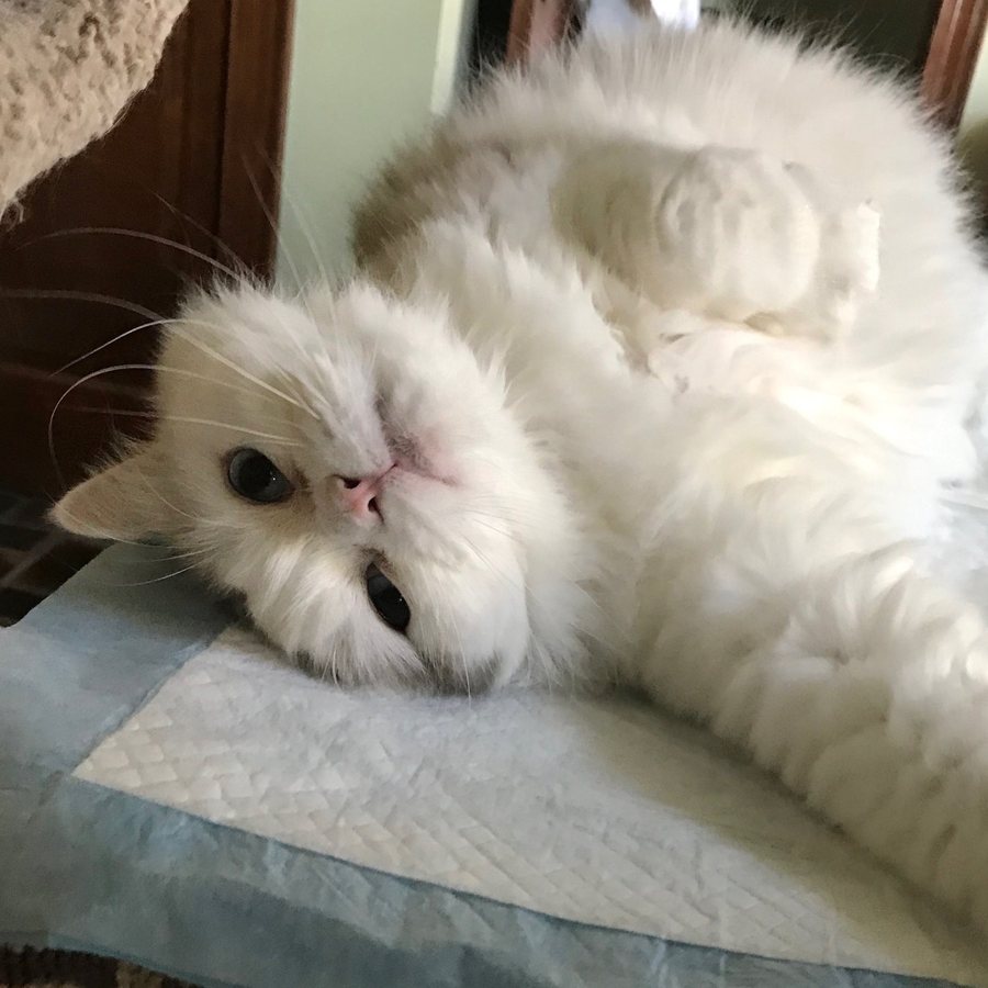 A fluffy white cat rolled on its back, looking at the camera upside down