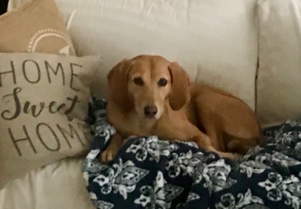 A tan dog curled up on a couch beside a pillow that reads Home Sweet Home